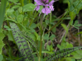 IMG-20260616-WA0002